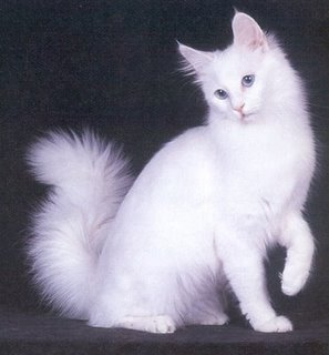 Resultado de imagen para IMAGENES GATOS BLANCOS DE ANGORA